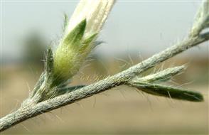  Calyx